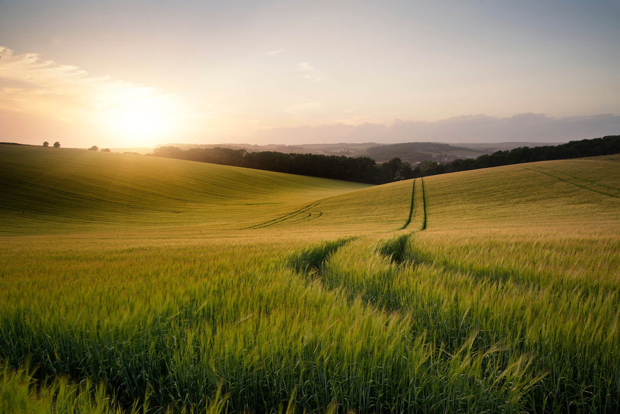 wheat field sunset